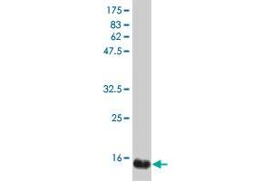 Western Blot detection against Immunogen (19. (IFNA2 Antikörper  (AA 24-188))