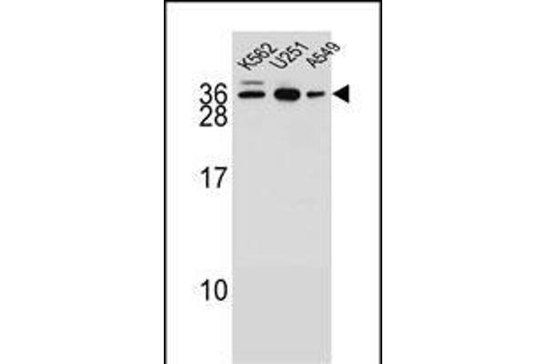 AMN1 Antikörper  (N-Term)