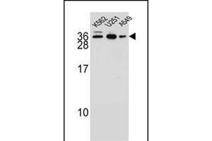N1 Antibody (N-term) (ABIN654855 and ABIN2844518) western blot analysis in K562,,A549 cell line lysates (35 μg/lane). (AMN1 Antikörper  (N-Term))