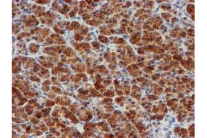 Image no. 3 for anti-Myeloid Leukemia Factor 1 (MLF1) antibody (ABIN1499495) (MLF1 Antikörper)