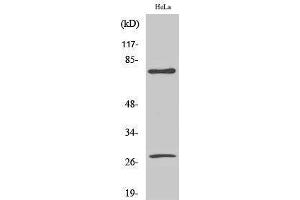 Western Blotting (WB) image for anti-Lamin A/C (LMNA) (Asp230), (cleaved) antibody (ABIN3181809) (Lamin A/C Antikörper  (Asp230, cleaved))