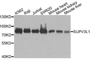 Western blot analysis of extracts of various cell lines, using SUPV3L1 antibody. (SUPV3L1 Antikörper)