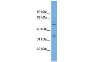 Image no. 1 for anti-Translocase of Outer Mitochondrial Membrane 34 (TOMM34) (AA 35-84) antibody (ABIN6744954) (TOMM34 Antikörper  (AA 35-84))