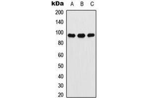 Western blot analysis of Ataxin 7 expression in A549 (A), NIH3T3 (B), PC12 (C) whole cell lysates.