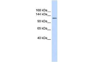 Western Blotting (WB) image for anti-Solute Carrier Family 24 (Sodium/potassium/calcium Exchanger), Member 1 (SLC24A1) antibody (ABIN2458787)