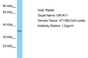 Host: Rabbit Target Name: OR7A17 Sample Type: HT1080 Whole Cell lysates Antibody Dilution: 1. (OR7A17 Antikörper  (C-Term))