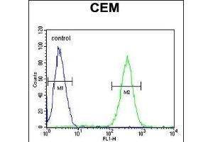 SLC5A12 Antibody (C-term) (ABIN6244243 and ABIN6577316) flow cytometric analysis of CEM cells (right histogram) compared to a negative control cell (left histogram). (SLC5A12 Antikörper  (C-Term))