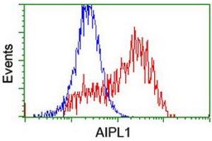 HEK293T cells transfected with either RC204079 overexpress plasmid (Red) or empty vector control plasmid (Blue) were immunostained by anti-AIPL1 antibody (ABIN2455133), and then analyzed by flow cytometry. (AIPL1 Antikörper)