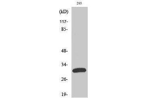 Western Blotting (WB) image for anti-Fas Ligand (TNF Superfamily, Member 6) (FASL) (Internal Region) antibody (ABIN3175058) (FASL Antikörper  (Internal Region))