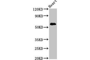 Western Blot Positive WB detected in: Rat heart tissue All lanes: SLC11A1 antibody at 5 μg/mL Secondary Goat polyclonal to rabbit IgG at 1/50000 dilution Predicted band size: 60, 48 kDa Observed band size: 60 kDa (SLC11A1 Antikörper  (AA 1-58))