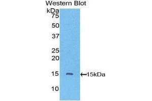 Western Blotting (WB) image for anti-Vascular Endothelial Growth Factor C (VEGFC) (AA 108-223) antibody (ABIN3201334) (VEGFC Antikörper  (AA 108-223))