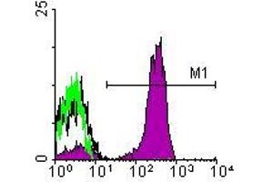 Image no. 1 for anti-CD3 epsilon (CD3E) antibody (ABIN135464) (CD3 epsilon Antikörper)