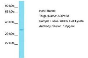 Image no. 1 for anti-Aquaporin 12A (AQP12A) (C-Term) antibody (ABIN6750802) (Aquaporin 12A Antikörper  (C-Term))