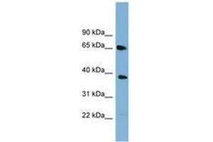 Image no. 1 for anti-Guanine Nucleotide Binding Protein-Like 3 (Nucleolar) (GNL3) (AA 467-516) antibody (ABIN6742097) (Nucleostemin Antikörper  (AA 467-516))
