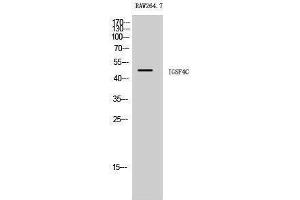 Western Blotting (WB) image for anti-Cell Adhesion Molecule 4 (CADM4) (C-Term) antibody (ABIN3175605) (Cell Adhesion Molecule 4 Antikörper  (C-Term))