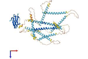 NEXN Protein (AA 1-675) (His tag)