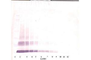 Image no. 4 for anti-Growth Differentiation Factor 3 (GDF3) antibody (ABIN465020) (GDF3 Antikörper)
