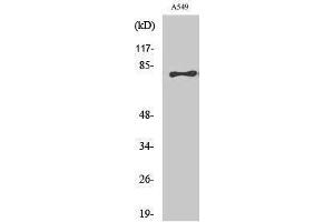 Western Blotting (WB) image for anti-Bromodomain Containing 3 (BRD3) (C-Term) antibody (ABIN3174058) (BRD3 Antikörper  (C-Term))