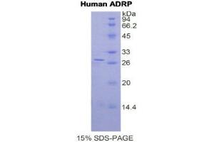 SDS-PAGE (SDS) image for Perilipin 2 (PLIN2) (AA 5-232) protein (His tag) (ABIN1169781) (ADRP Protein (AA 5-232) (His tag))