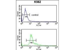 SERPINF1 Antibody (Center) (ABIN391483 and ABIN2841452) flow cytometry analysis of K562 cells (bottom histogram) compared to a negative control cell (top histogram). (PEDF Antikörper  (AA 279-306))