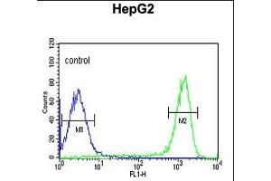FH2 Antibody (C-term) (ABIN651343 and ABIN2840194) flow cytometric analysis of HepG2 cells (right histogram) compared to a negative control cell (left histogram). (FAAH2 Antikörper  (C-Term))