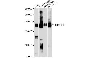 Western blot analysis of extracts of various cell lines, using PITPNM1 Antibody. (PITPNM1 Antikörper)