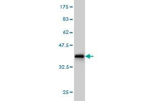 Western Blot detection against Immunogen (36. (FUT2 Antikörper  (AA 51-150))