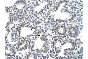 anti-Solute Carrier Family 10 (Sodium/bile Acid Cotransporter Family), Member 5 (SLC10A5) (AA 351-400) antibody
