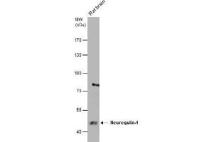 WB Image Rat tissue extract (50 μg) was separated by 7. (Neuregulin 1 Antikörper)