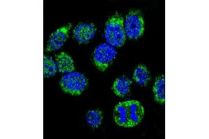 Confocal immunofluorescent analysis of CALM1 Antibody (C-term) (ABIN652489 and ABIN2842329) with Hela cell followed by Alexa Fluor® 488-conjugated goat anti-rabbit lgG (green). (Calmodulin 1 Antikörper  (C-Term))