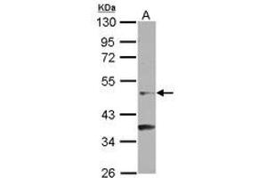 Image no. 1 for anti-Nuclear Receptor Subfamily 6, Group A, Member 1 (NR6A1) (AA 303-465) antibody (ABIN1499820) (NR6A1 Antikörper  (AA 303-465))