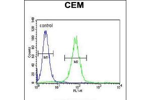 Flow cytometric analysis of CEM cells (right histogram) compared to a negative control cell (left histogram). (FOLH1B Antikörper  (C-Term))