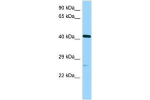 WB Suggested Anti-Poc1a Antibody Titration: 1. (POC1A Antikörper  (C-Term))