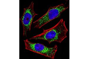 Fluorescent image of Hela cells stained with ETFA Antibody (Center) (ABIN6243648 and ABIN6577412). (ETFA Antikörper  (AA 192-226))