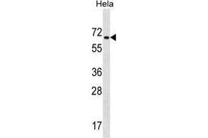 ZNF35 Antibody (Center) western blot analysis in Hela cell line lysates (35 µg/lane). (ZNF35 Antikörper  (Middle Region))