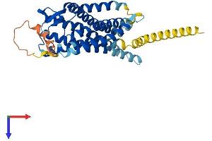 Angiotensin II Type 2 Receptor Protein (AA 1-363) (His tag)