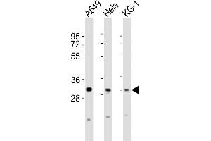 All lanes : Anti-PYCRL Antibody (C-term) at 1:2000 dilution Lane 1: A549 whole cell lysates Lane 2: Hela whole cell lysates Lane 3: KG-1 whole cell lysates Lysates/proteins at 20 μg per lane. (PYCRL Antikörper  (C-Term))