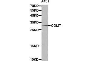 Western blot analysis of extracts of A431 cells lines, using COMT antibody. (COMT Antikörper  (AA 42-221))