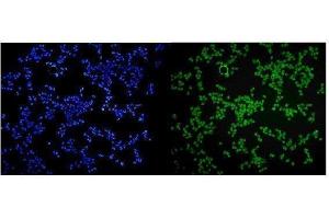 IF analysis of MCPIP1/ZC3H12A using anti-MCPIP1/ZC3H12A antibody (ABIN7601482).