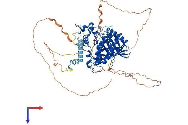 DYRK1B Protein (AA 1-629) (His tag)