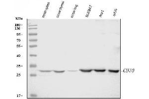Western blot analysis of Cd70 using anti-Cd70 antibody (ABIN7601463).