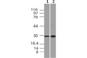 Image no. 1 for anti-APAF1 Interacting Protein (APIP) antibody (ABIN5027749) (APIP Antikörper)