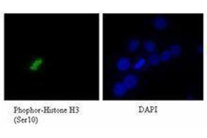 Immunofluorescence (IF) image for anti-Histone H3 (H3) (pSer10) antibody (ABIN2666380) (Histone 3 Antikörper  (pSer10))