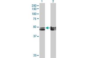Western Blot analysis of FICD expression in transfected 293T cell line by FICD MaxPab polyclonal antibody.