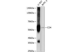 Western blot analysis of extracts of various cell lines, using CD4 antibody (ABIN7266195) at 1:1000 dilution.
