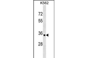 OR10AD1 Antibody (Center) (ABIN1537876 and ABIN2849697) western blot analysis in K562 cell line lysates (35 μg/lane). (OR10AD1 Antikörper  (AA 149-177))