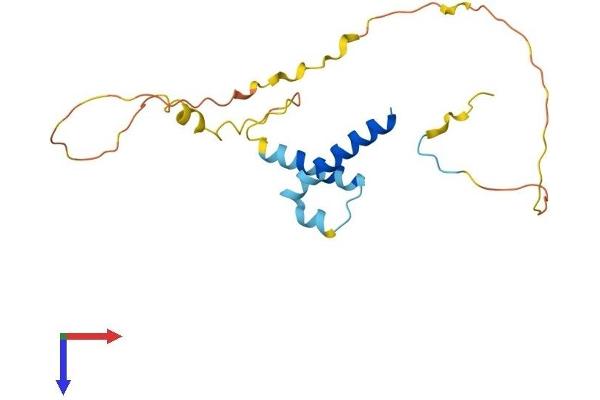 HES3 Protein (AA 1-186) (His tag)