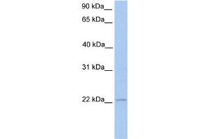 WB Suggested Anti-ISG20 Antibody Titration:  0. (ISG20 Antikörper  (Middle Region))