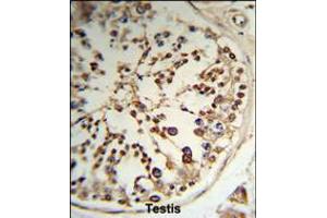 Formalin-fixed and paraffin-embedded human testis tissue reacted with TPK1 Antibody (N-term), which was peroxidase-conjugated to the secondary antibody, followed by DAB staining. (TPK1 Antikörper  (N-Term))
