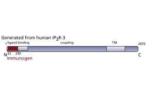 Image no. 3 for anti-Inositol 1,4,5-Trisphosphate Receptor, Type 3 (ITPR3) (AA 22-230) antibody (ABIN967899) (ITPR3 Antikörper  (AA 22-230))